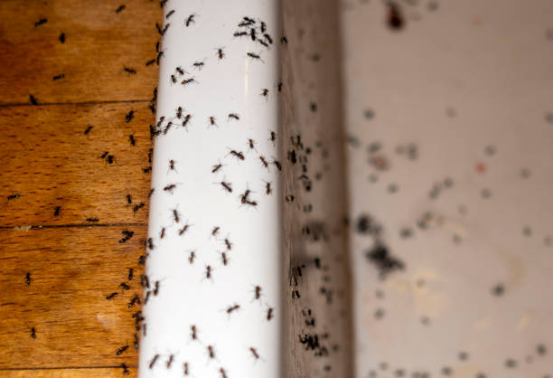 Best Cockroach Control Services  in Brookings, OR