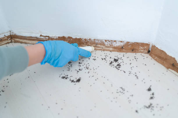 Best Ant Control Services  in Brookings, OR